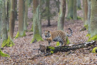 One young female Siberian Tiger, Panthera tigris altaica, playing with some rotten wood in a forest
