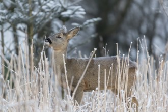 Roe deer standing in hoar frosted dead stinging nettle at minus 15 °C at sunrise. Licking off the