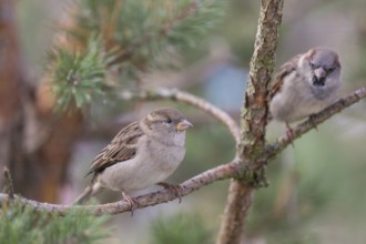 Two house sparrows, Passer domesticus sitting on a twig in a bush