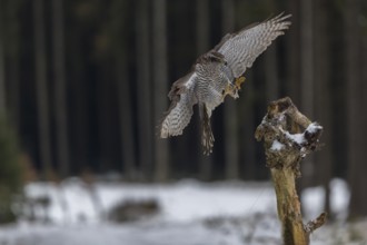 Northern goshawk, Accipiter gentilis, flying through a forest in winter and lands on a dead branch