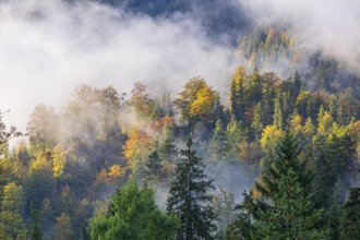 Isar valley nature conservancy area. The wild Isar river flows through its gravel bed past