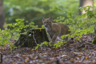 One young Eurasian lynx, (Lynx lynx), walking thru a forest. Green vegetation around him