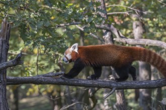 One red panda, Ailurus fulgens, walking on a branch high in a tree on a sunny day