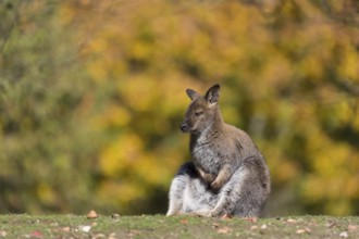 Red-necked wallaby or Bennett's wallaby (Macropus rufogriseus) sitting in the morning sun with