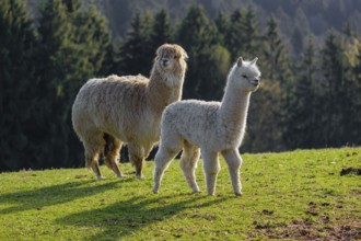 A white adult female Alpaca (Vicugna pacos) and a white young stand on a green meadow . A forest is