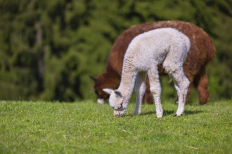 One brown female Alpaca (Vicugna pacos) stands with her young on a fresh green meadow . A green