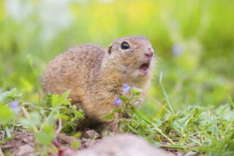 An adult European ground squirrel (Spermophilus citellus) or European souslik sits in green gras