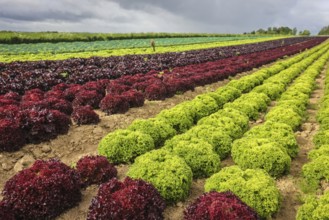 Soest, Sauerland, North Rhine-Westphalia, Germany - Vegetable cultivation, lettuce plants grow in