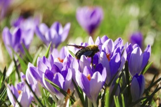 Wood bee, crocus blossom, early March, Germany, Europe