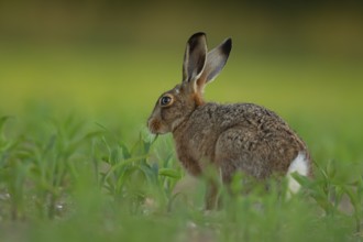 European brown hare (Lepus europaeus) adult animal feeding in a farmland maize field crop in