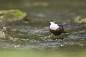 White-throated dipper (Cinclus Cinclus) adult bird on rocks in a river, England, United Kingdom,