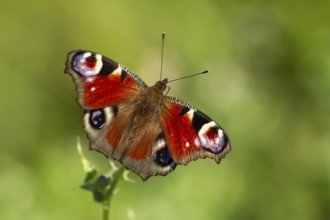 Peacock butterfly (Aglais io) adult insect feeding on Creeping thistle flowers in summer, England,