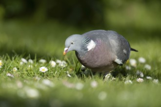 Wood pigeon (Columba palumbus) adult bird on a garden grass lawn with daisy flowers in spring,
