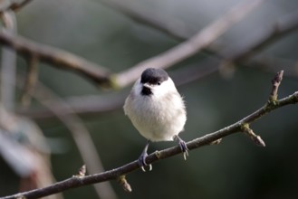Barn tit (Poecile palustris), songbird, grey, plumage, branch, close-up of a marsh tit with its