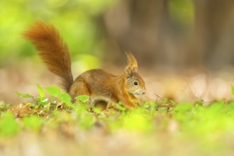 Red squirrel (Sciurus vulgaris) in a forest, Bavaria, Gernany