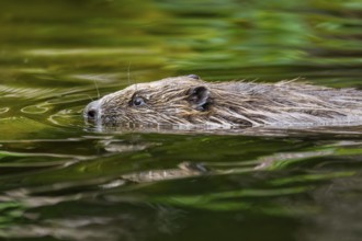 Eurasian beaver (Castor fiber) swimming on a lake, Bavaria, Germany, Europe