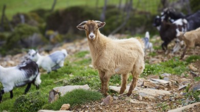 Beige goat standing attentively on rocky ground, surrounded by herd, sheep (e) or goat (n), ovis,