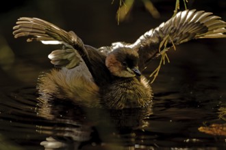 Little grebe (Tachybaptus ruficollis), with spread wings, captive, Alpenzoo Innsbruck, Tyrol,