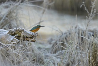 Kingfisher (Alcedo atthis), sits, frosty, ice, winter, Lower Austria