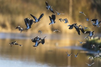 Northern Lapwing, Vanellus vanellus in flight at winter on marshes, England, United Kingdom, Europe