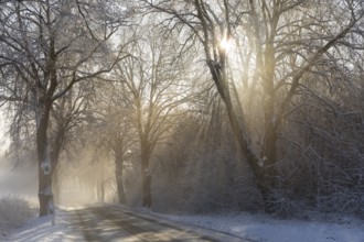 Snow-covered road, wintry avenue with fog and sun near Neukloster, Mecklenburg-Vorpommern, Germany,