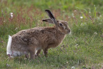 European brown hare (Lepus europaeus) adult animal in grassland, England, United Kingdom, Europe