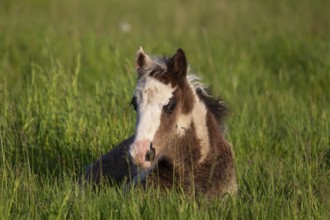 Horse (Equus caballus) juvenile baby foal sitting in a grass field, England, United Kingdom, Europe