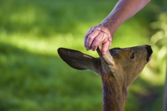 A hand-raised female roe deer (Capreolus capreolus) lets a human cuddle her