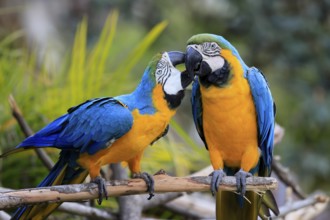 Yellow-breasted Macaw (Ara ararauna), adult, in perch, pair, social behaviour, South America