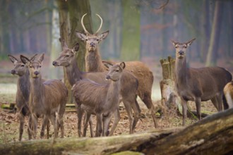 Red deer (Cervus elaphus), group of hinds with a young stag in the forest, quiet atmosphere,