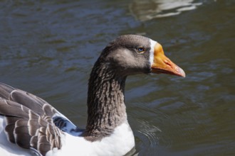 Grey goose (Anser anser) with blue eyes, Brittany, France, Europe