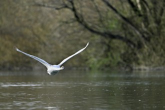 Mute swan (Cygnus olor), juvenile in flight over Flax Lake, Switzerland, Europe