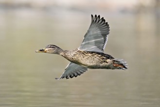 Mallard (Anas platyrhynchos), female in flight, Flachsee, nature reserve, Reusstal, Canton Aargau,