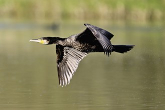 Cormorant (Phalacrocorax carbo), in flight, shallow lake, nature reserve, Reuss valley, Canton