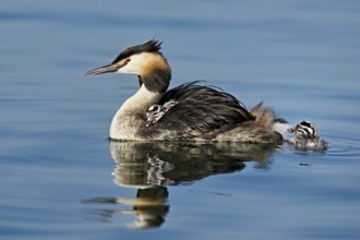 Great Crested Grebe (Podiceps Scalloped ribbonfish), with chicks in plumage swimming in the water,
