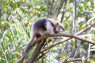 Southern tamandua (Tamandua tetradactyla) Pantanal Brazil