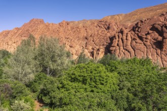 The impressive cliffs in the Dades Gorge. A tree stands in the centre of a field with a rocky hill