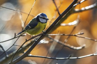 Blue Tit, Cyanistes Caeruleus