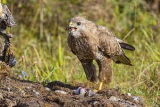 Common buzzard (Buteo buteo) Germany