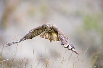 Common buzzard (Buteo buteo) Germany