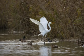 Great White Egret (Egretta alba) Germany