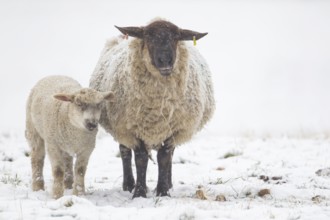 Domestic sheep (Ovis aries) adult mother ewe and juvenile baby lamb farm animals in a snow covered