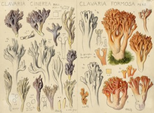 Mushroom, fungi, Clavaria cinerea, called grey coral, Grey Coral and pink coral mushroom or