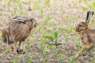 European hare (Lepus europaeus) Germany
