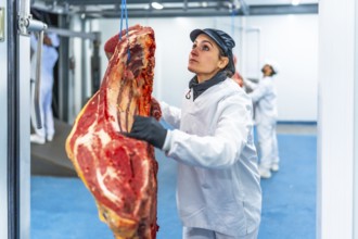 Cacuasian adult woman working in a meat factory transporting pieces of meat hanging in a cold room