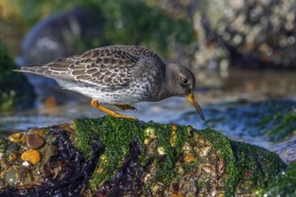 Purple sandpiper (Calidris maritima) in non-breeding plumage showing camouflage colours among rocks