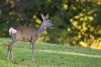 One female Roe Deer, (Capreolus capreolus), stands on a meadow at a forest edge