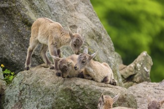 A group of young ibex (Capra ibex) play on a rock