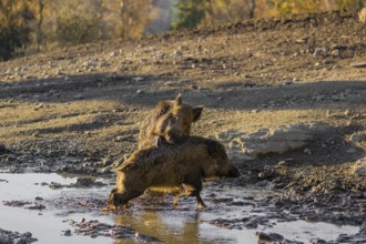 A male wild boar (Sus scrofa) runs after a female to mate