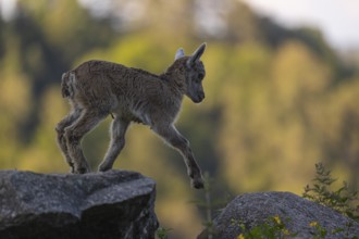 One baby ibex (Capra ibex) standing on hilltop. A bright green forest in the background